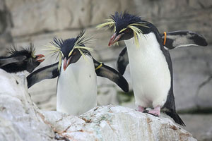 Northern Rockhopper Penguin Pair Showing Aggression to Nearby Nesting Bird, Vienna Schönbrunn Zoo