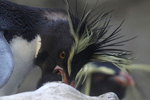 Northern Rockhopper Penguin Feeding Chick, Vienna Schönbrunn Zoo