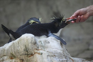 Feeding Nesting Northern Rockhopper Penguin, Vienna Schönbrunn Zoo