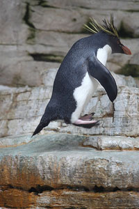 Northern Rockhopper Penguin Hopping, Vienna Schönbrunn Zoo