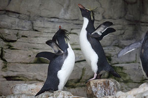 Northern Rockhopper Penguins Mutual Displaying, Vienna Schönbrunn Zoo