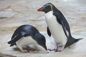 Juvenile and Adult Northern Rockhopper Penguins, Vienna Schönbrunn Zoo