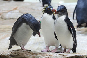 Northern Rockhopper Penguins including Two Juveniles, Vienna Schönbrunn Zoo