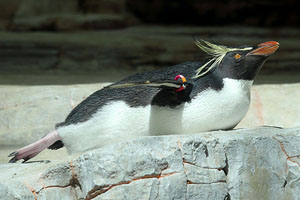 Resting Northern Rockhopper Penguin Stretching, Vienna Schönbrunn Zoo