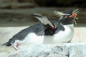 Resting Northern Rockhopper Penguin Raised Flipper, Vienna Schönbrunn Zoo