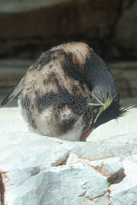 Moulting Northern Rockhopper Penguin Preening, Vienna Schönbrunn Zoo
