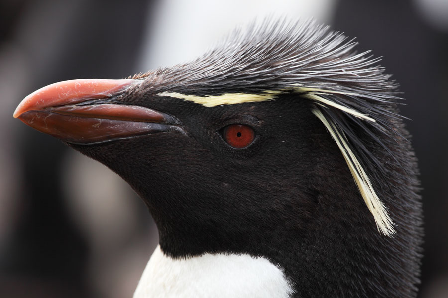 Rockhopper Penguin  Facts, pictures & more about Rockhopper Penguin