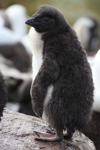 Rockhopper Penguin Chick
