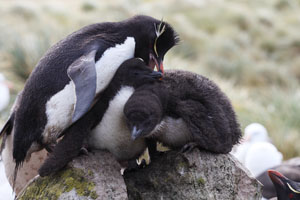 Rockhopper Penguin bullying chicks