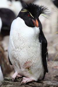 Rockhopper Penguin resting