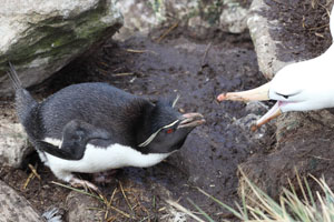 Rockhopper Penguin shows aggression to blackbrowed albatross