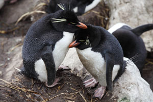 Rockhopper Penguins resting