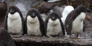 Rockhopper Penguin chicks in creche