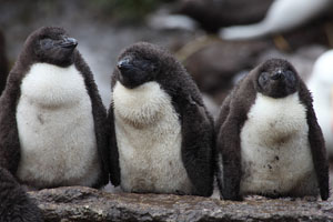 Rockhopper Penguin Creche