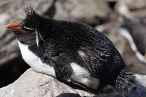 Rockhopper Penguin Lying on rock roosting