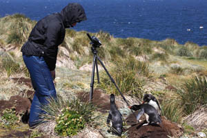 Rockhopper penguins meeting photographer