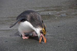 Royal Penguin picking up pebble
