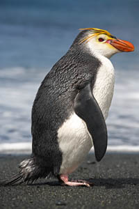 Royal Penguin 