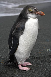 Juvenile Royal Penguin