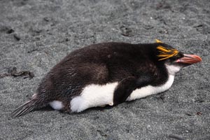 Royal Penguin Lying on Beach