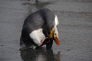 Preening Royal Penguin