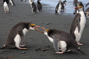 Royal Penguins Fighting