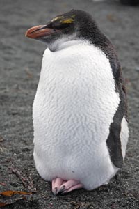 Juvenile Royal Penguin Roosting
