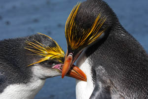 Royal Penguins Allopreening