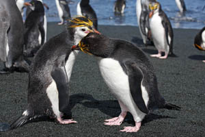 Royal Penguins Allopreening