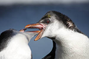 Juvenile Royal Penguins Fighting