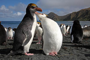 Royal Penguins allopreening