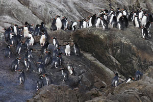 Snares Penguin Assembled on Rocks near Sea