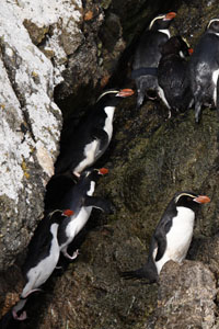 Snares Penguin Climbing Cliff