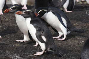 Juvenile Snares Penguins