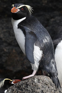 Snares Penguin Portrait