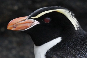 Snares Penguin Portrait