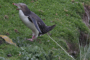 Yellow-Eyed Penguin Defacating