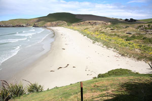 Pipikaretu Beach, Otago Peninsula