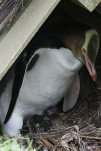 Yellow-Eyed Penguin with small chicks