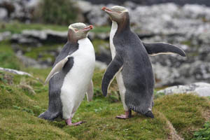 Pair of Yellow-Eyed Penguins