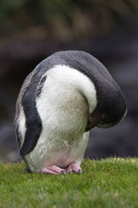 Juvenile Yellow-Eyed Penguin Preening