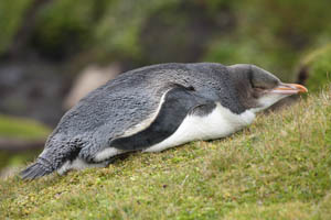 Yellow-Eyed Penguin Lying Down Roosting