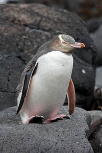 Yellow-Eyed Penguin Perched on Rock