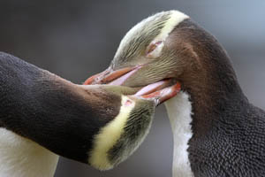 Allopreening Yellow-Eyed Penguins