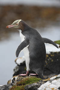 Yellow-Eyed Penguin Looking to Sea