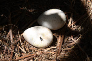 Yellow-Eyed Penguin Unhatched Eggs