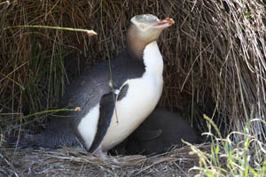 Yellow-Eyed Penguin Nest with Chick