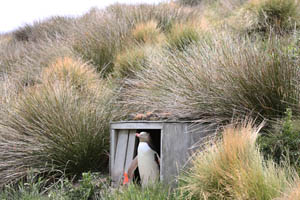 Yellow-Eyed Penguin at Artificial Nest Box