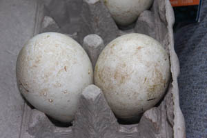 Yellow-Eyed Penguin Eggs