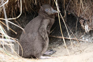 Yellow-Eyed Penguin Chick in Nest Bowl
